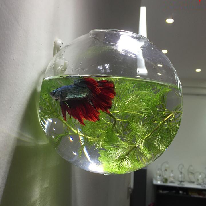 Bể cá mini , Chậu thủy tinh treo tường 15cm