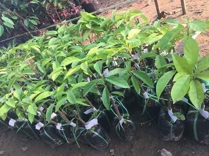 combo 2 cây bonbon hàng đẹp chỉ 160k
