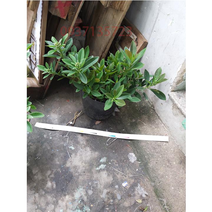 [HCM]cây mai thái đỏ