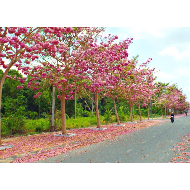 Cây hoa kèn hồng, cây giống cao 20cm