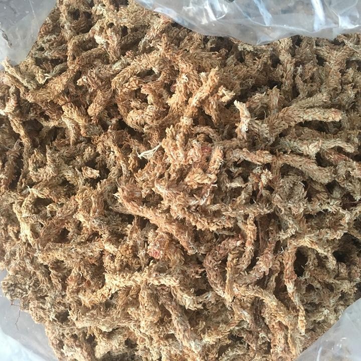 100g rêu sâu Chile chuyên dùng chồng lan