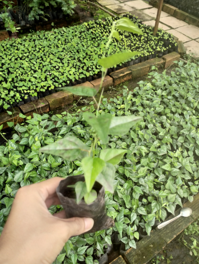 Combo 3 Cây giống Sương Sâm Trơn