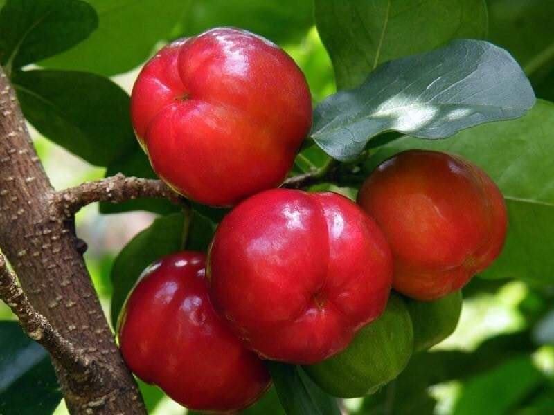 Cây giống Sơ Ri Thái Ngọt