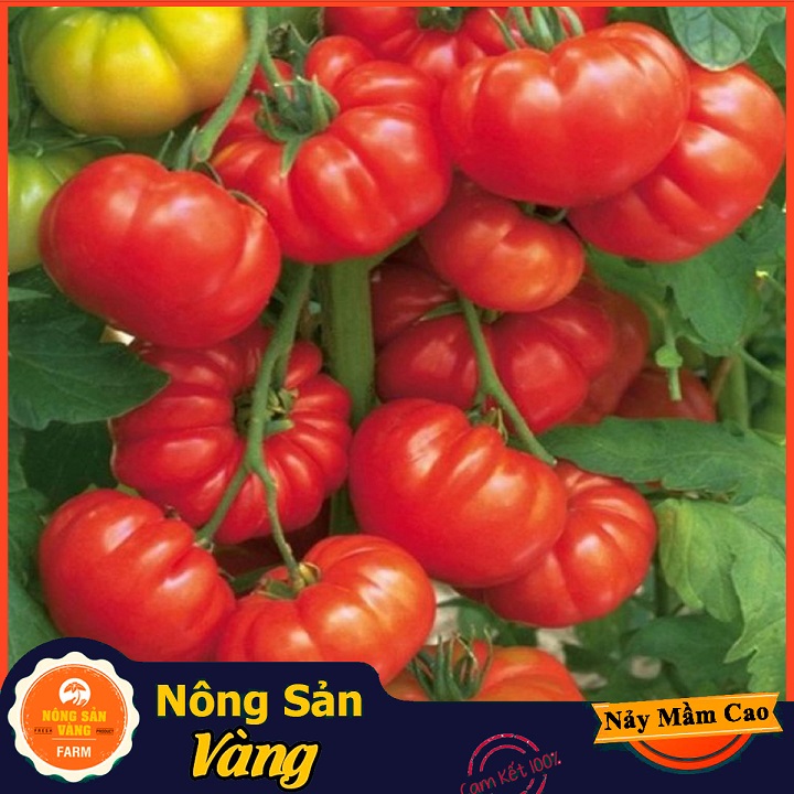Hạt giống Cà Chua Đỏ Quả To, Quả Cà Chua Màu Đỏ Tươi Đẹp Mắt Kích Thước To Hơn Cà Chua Thông Thường (Gói 50 Hạt) - Nông Sản Vàng