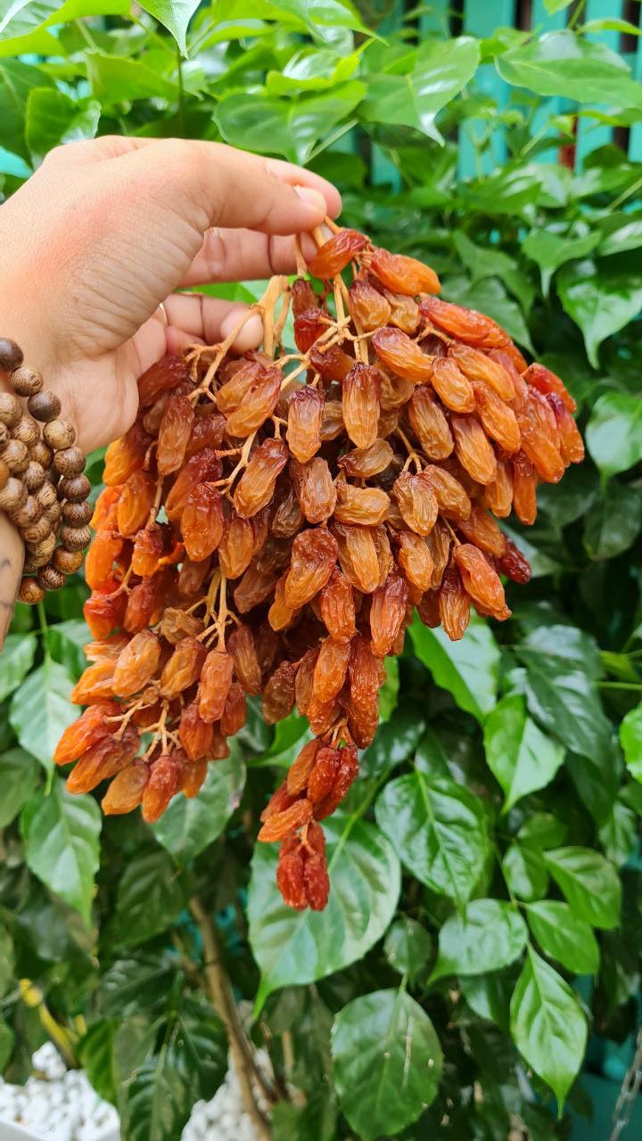 [Good price HCMC] top quality Crimson series Australia dried grape fruit