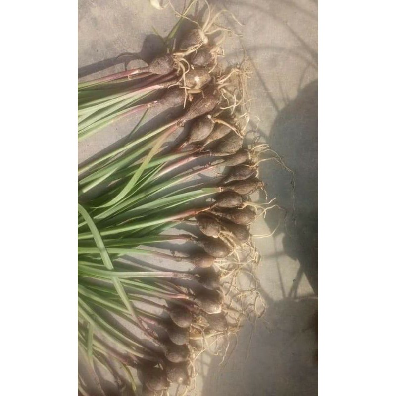 01 Củ Huệ Mưa Jumbo Pure Size Hoa