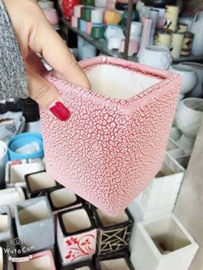 Chậu cây tiểu cảnh