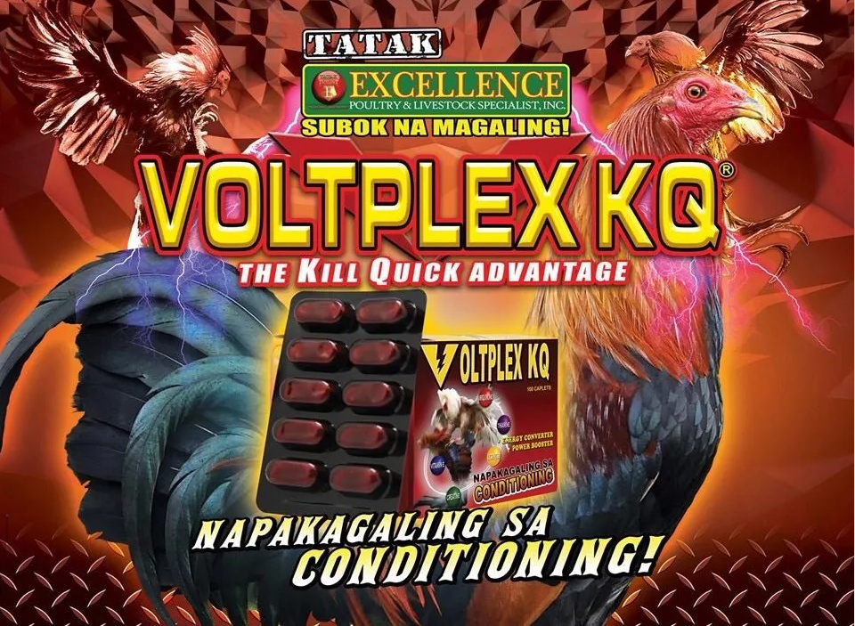 VOLTPLEX KQ ốp gà cho gà đá 1 hộp 10 vĩ