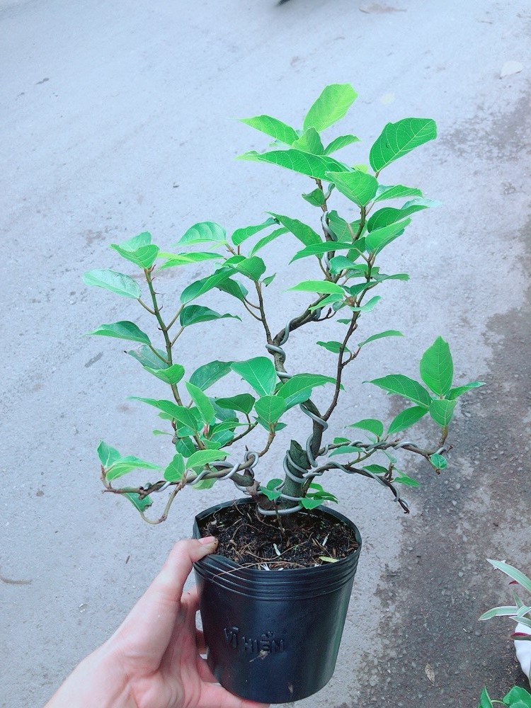 Cây Sung Bonsai