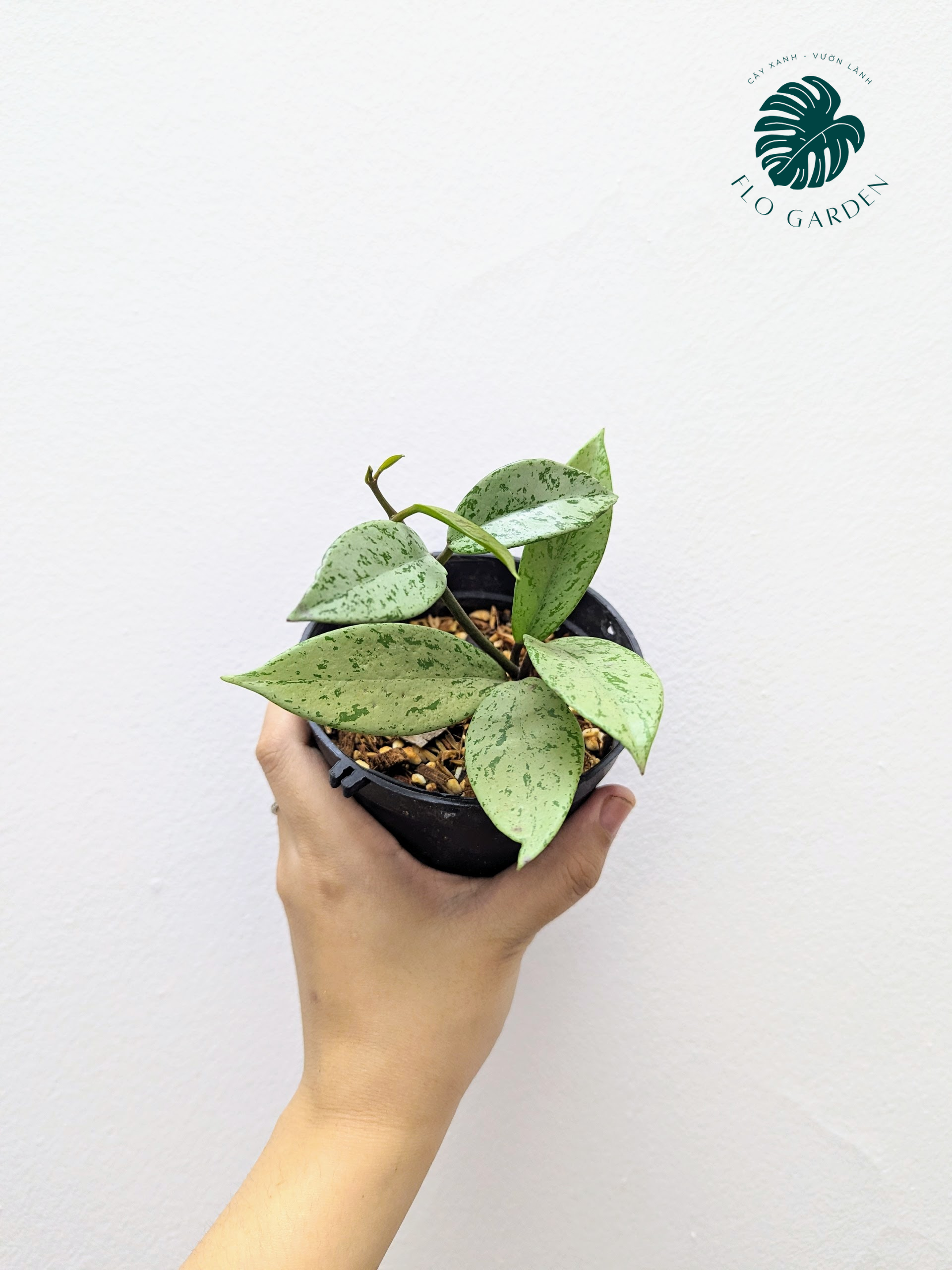 Cẩm cù Hoya Pubicalyx Pink Silver Ghost Lá Bạc