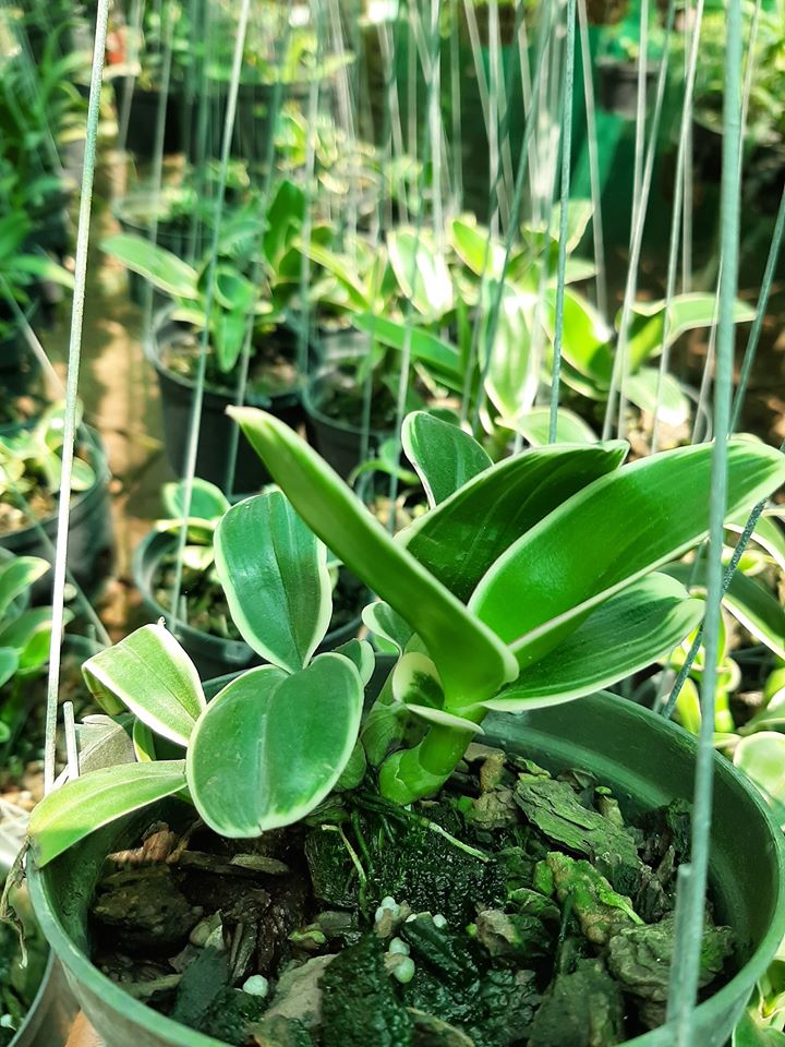 lan dendro chớp