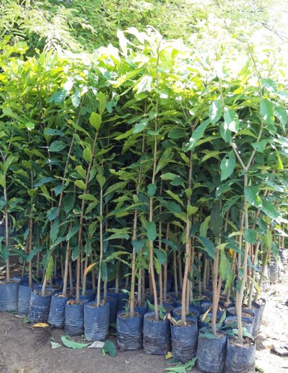 2 Cây lộc vừng cao 1,2m đẹp