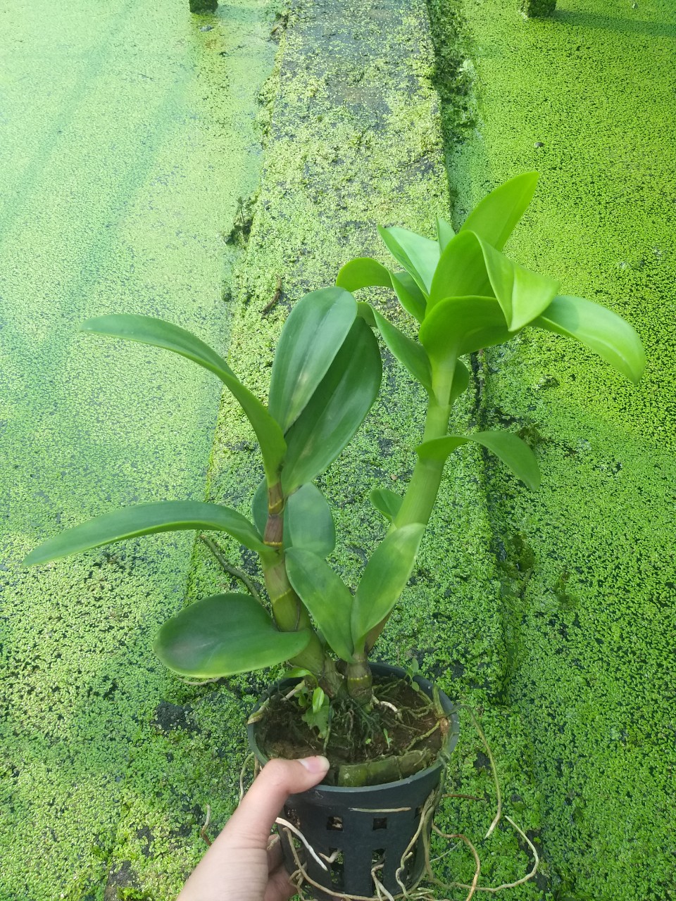 Denro Vàng Lưỡi Đỏ