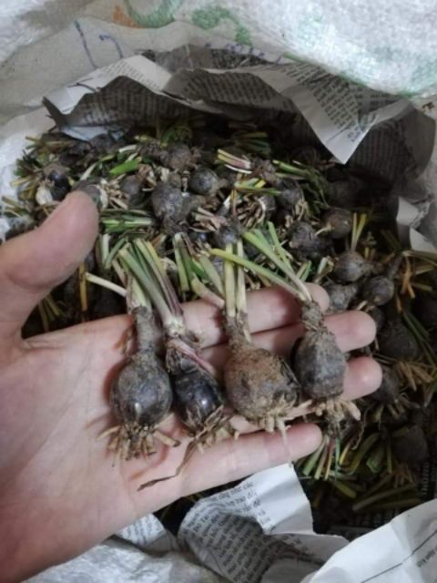 5 củ huệ mưa màu hồng