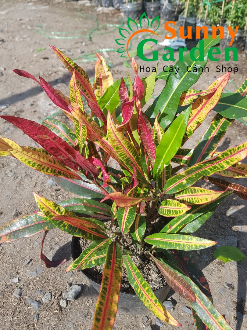 Cây Đuôi Lươn, Cao 20-30cm - Chậu Nhựa