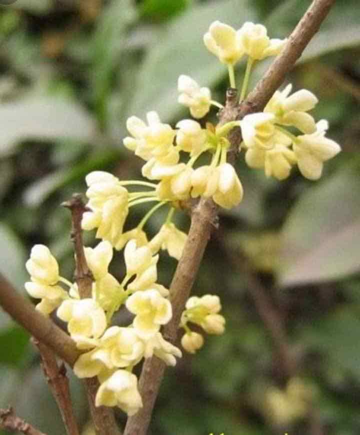 Cây giống mộc hương ta