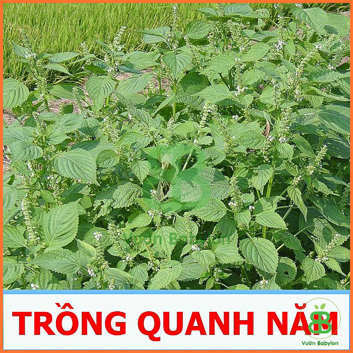 Hạt Giống Rau Thơm Mè Hàn Quốc