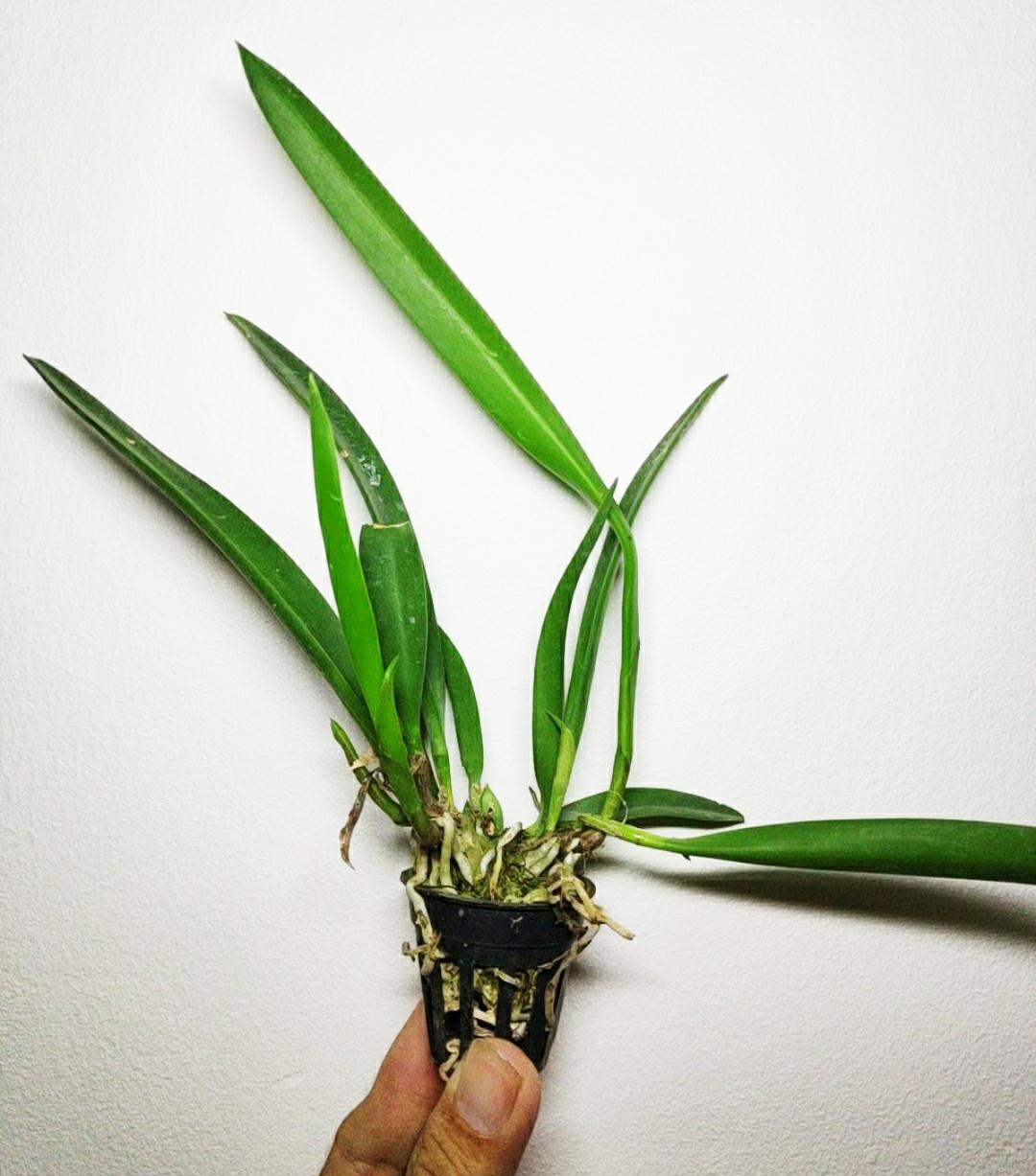Lan Nữ Hoàng Bóng Đêm ( Brass)