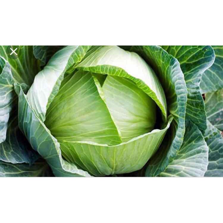 PHÂN BÓN URÊ (ĐẠM PHÚ MỸ) U RE