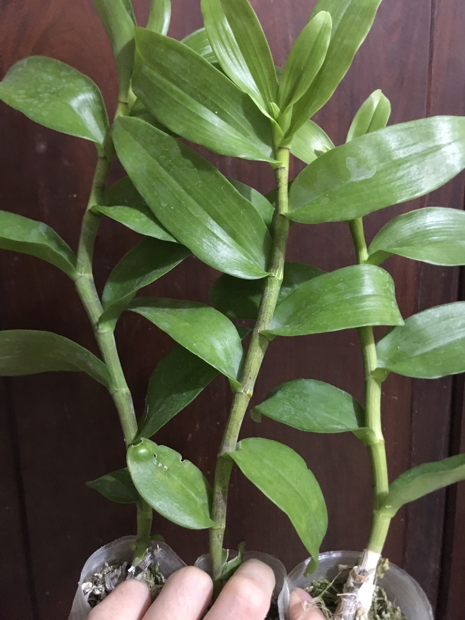Combo 3 lọ duy xanh