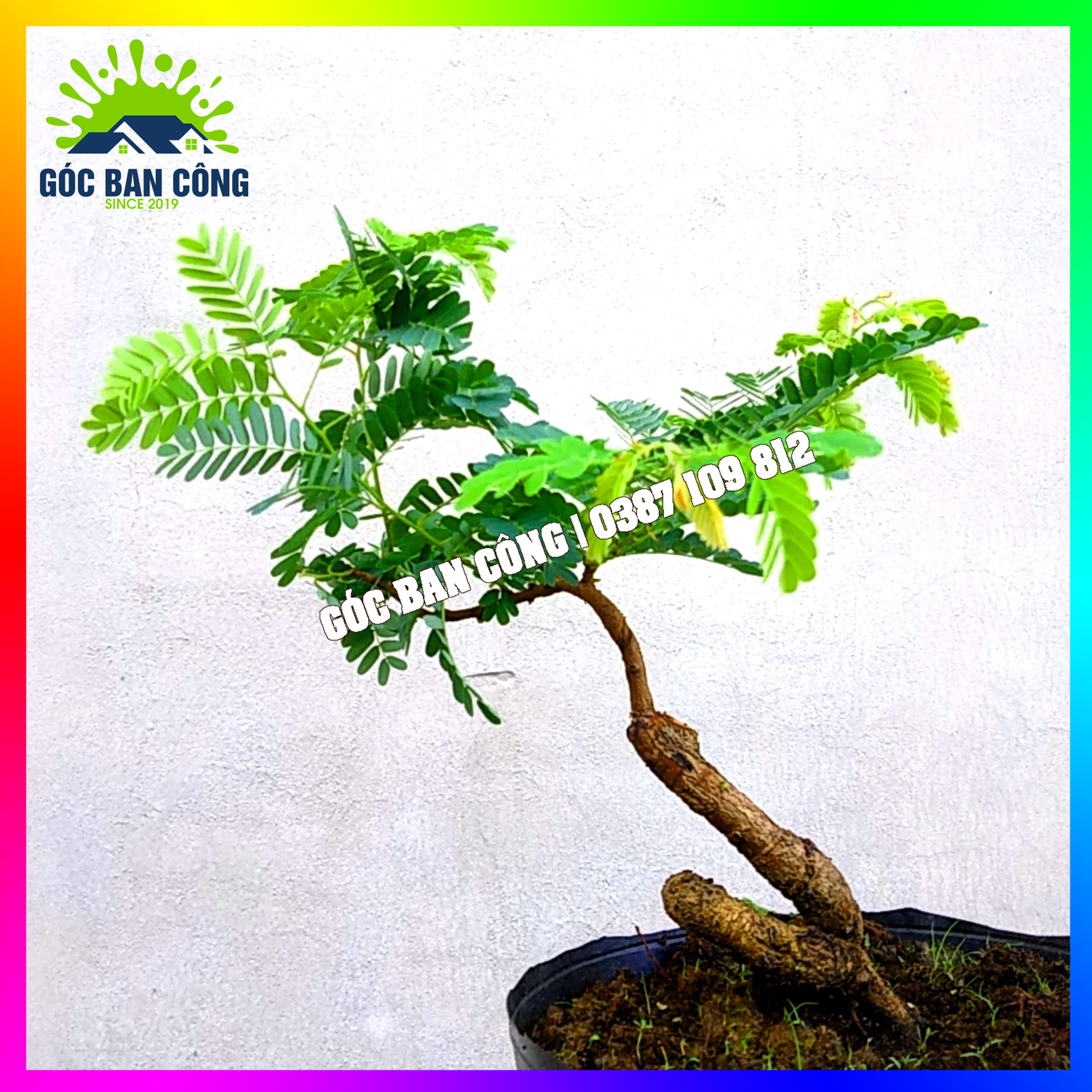 Cây Me Bonsai Mini - MCBS02