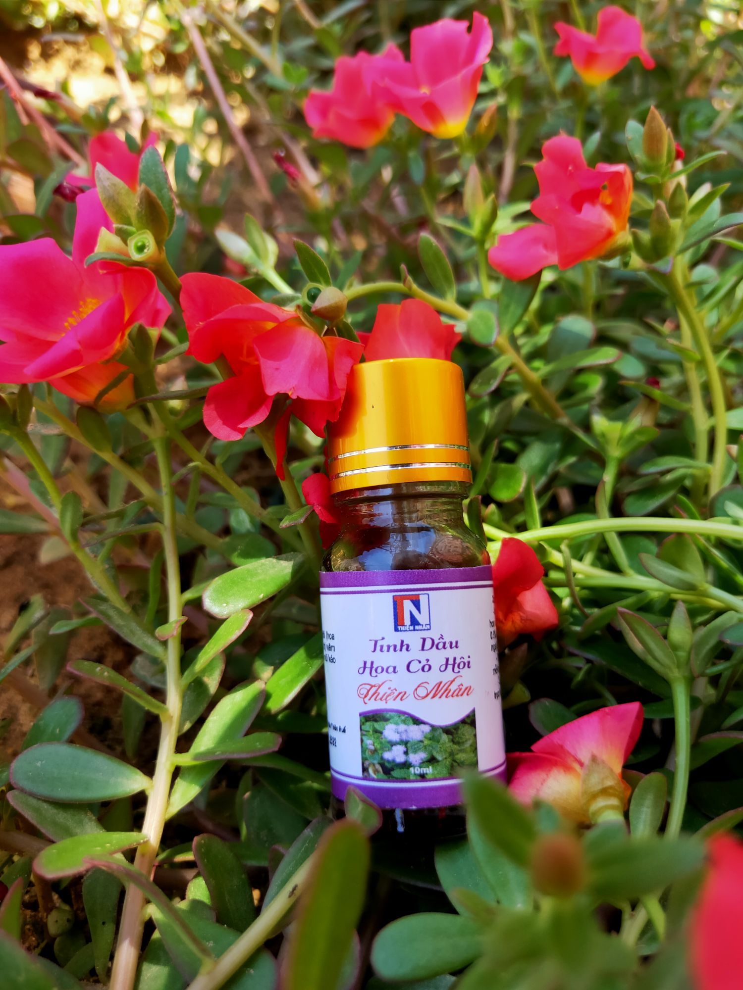Tinh dầu hoa cỏ hôi( hoa ngũ sắc) Thái Thiện ( Thiện Nhân) 10ml