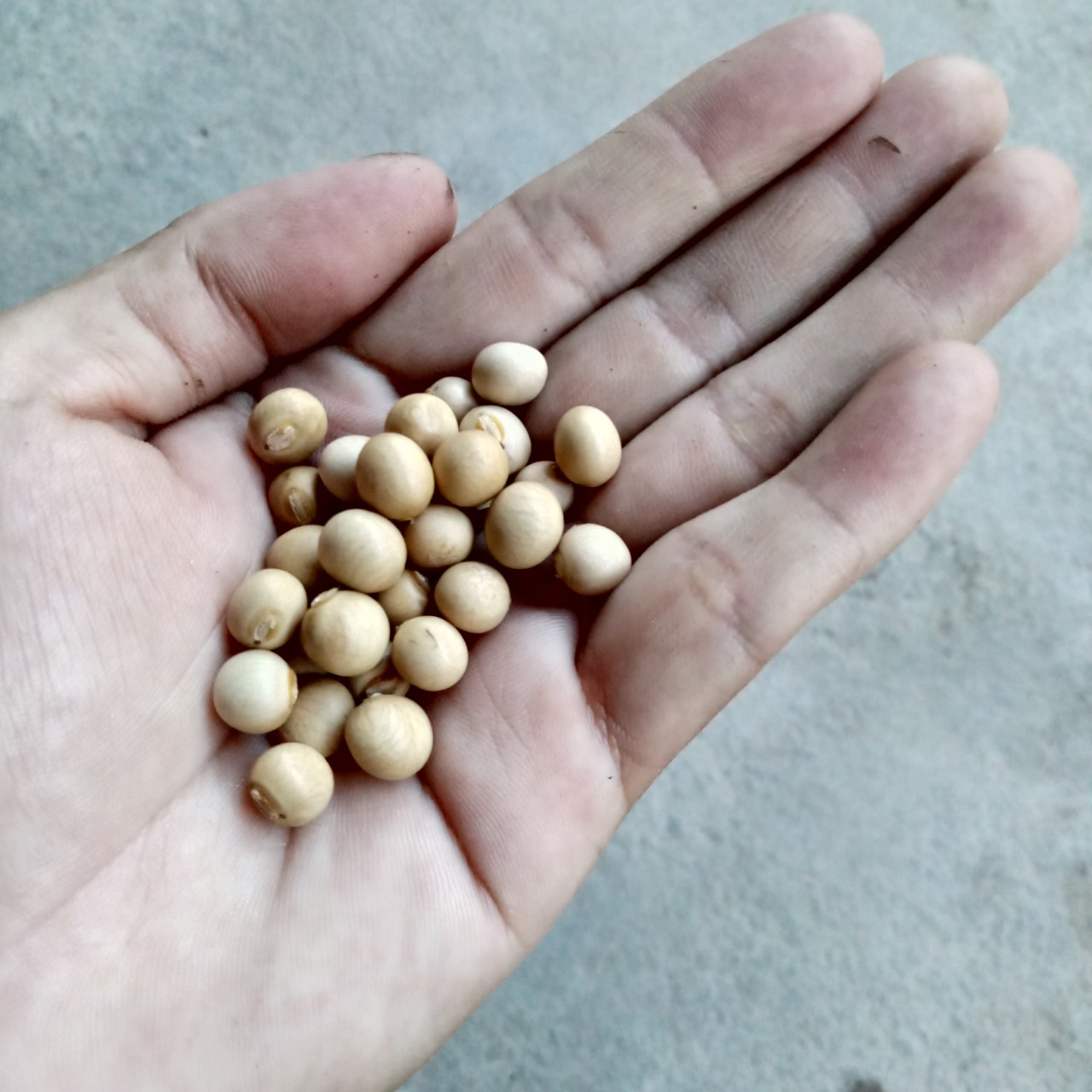 20 Hạt Giống Đậu Rồng Tứ Quý