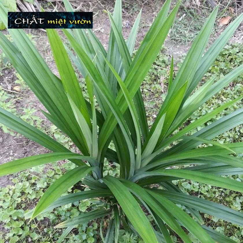 Pandan Plant