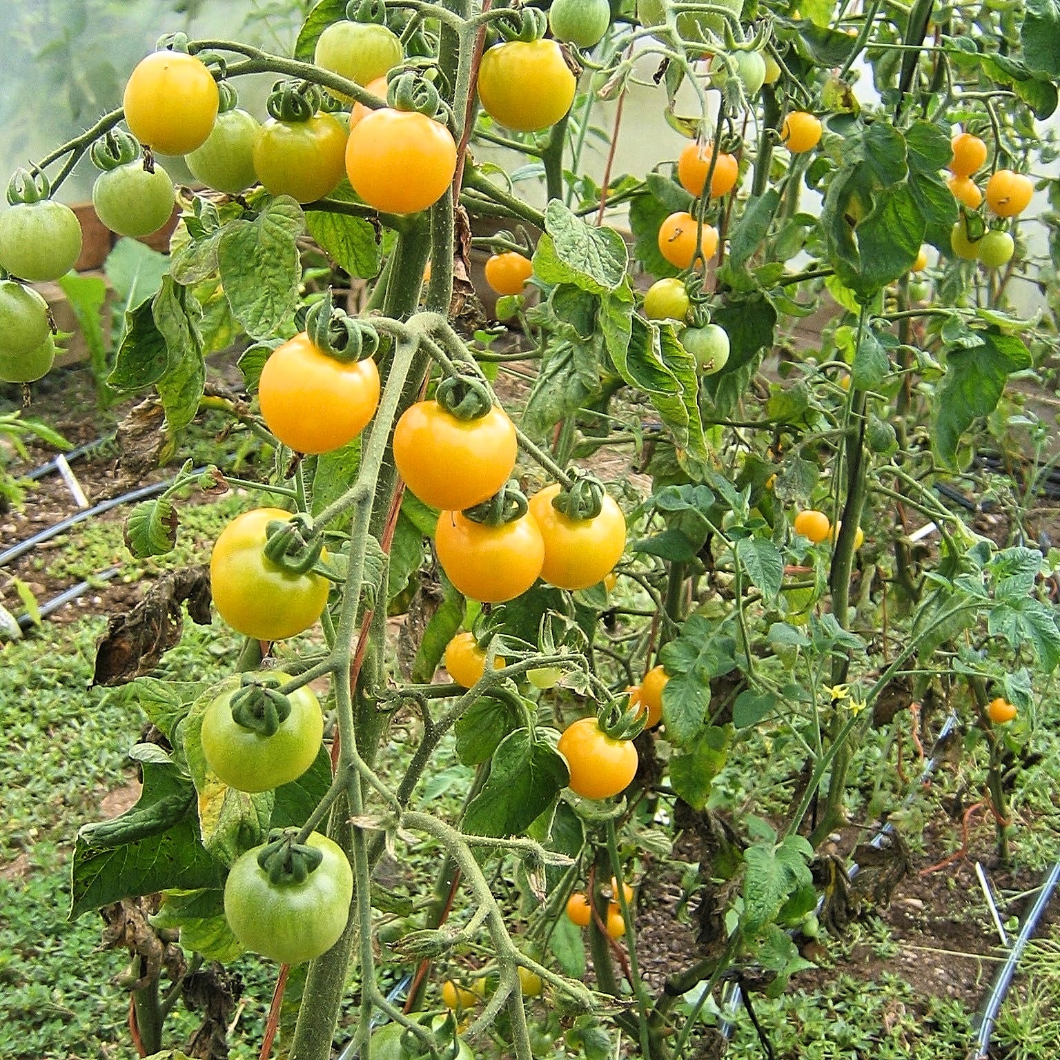 Hạt giống cà chua bi ngọt ORANGE CHARM 403 gói 5 hạt