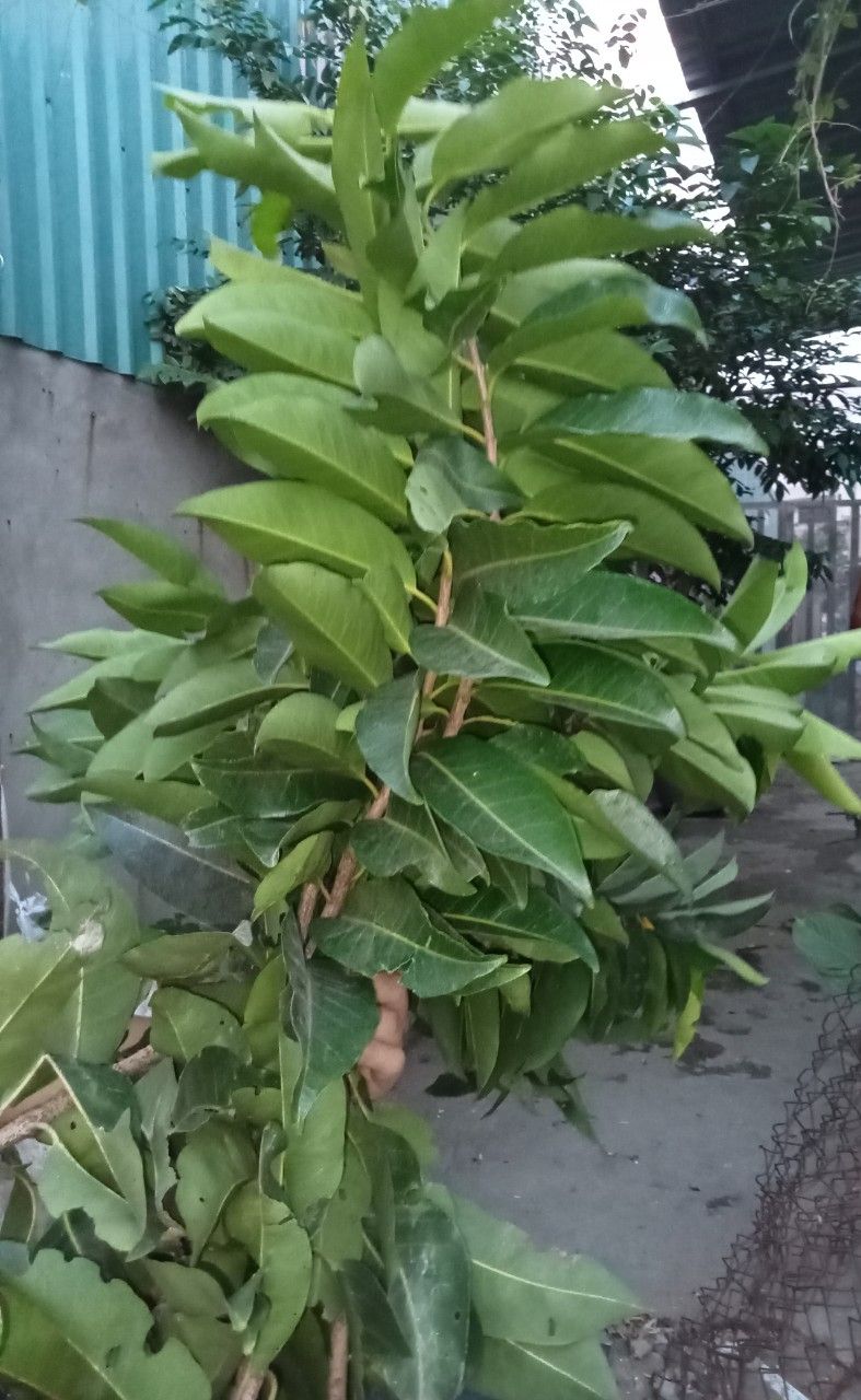Lá vối - trà lá vối khô sạch