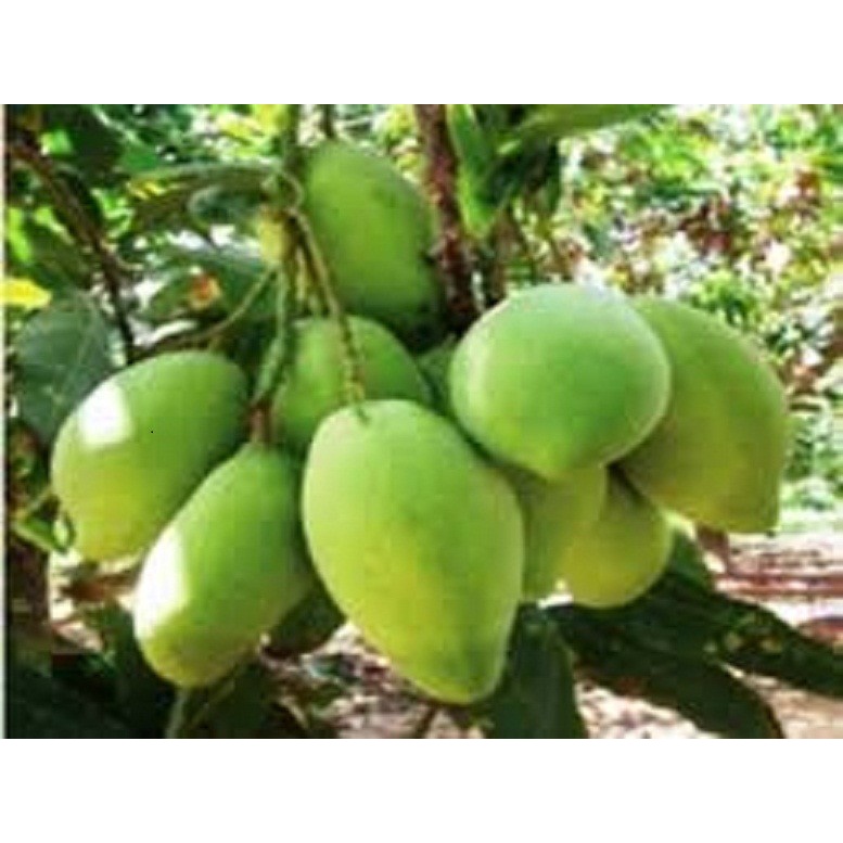Cây giống xoài tứ quý siêu quả- cam kêt giống chuẩn f1