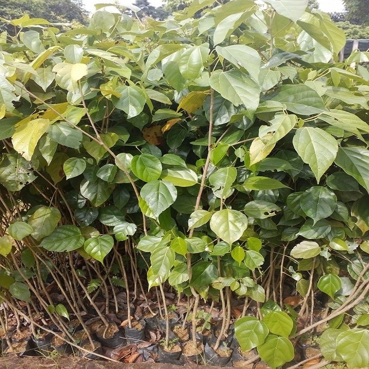 Cây giống gỗ nghiến - 676767