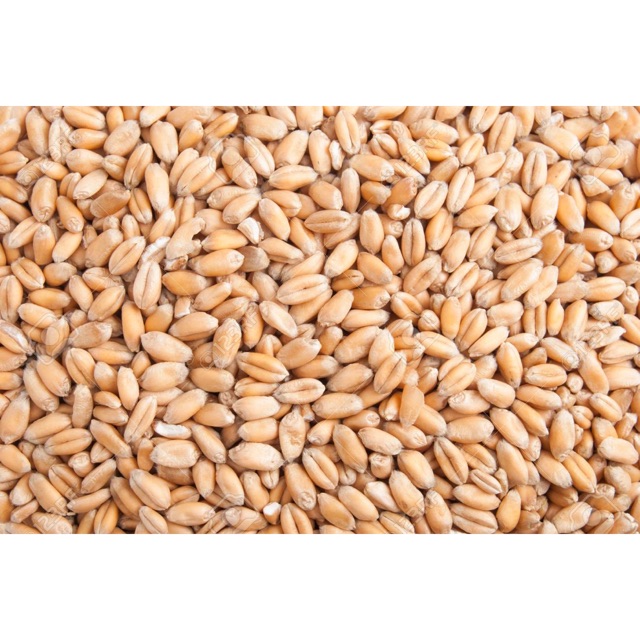 HẠT LÚA MÌ( LÚA MẠCH)