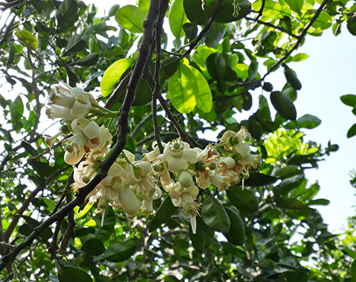 MAX FLOWER 86 PHÂN BÓN