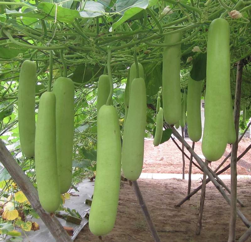 "Gói 10 Hạt " Hạt giống bầu lai siêu quả