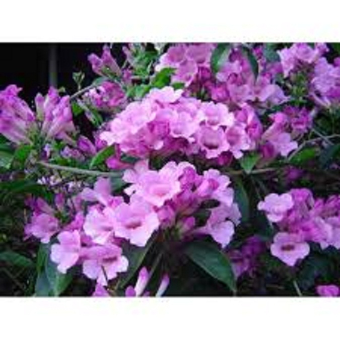 Cây hoa lan leo tỏi tím. bầu giống lớn,sắp nụ giá rẻ