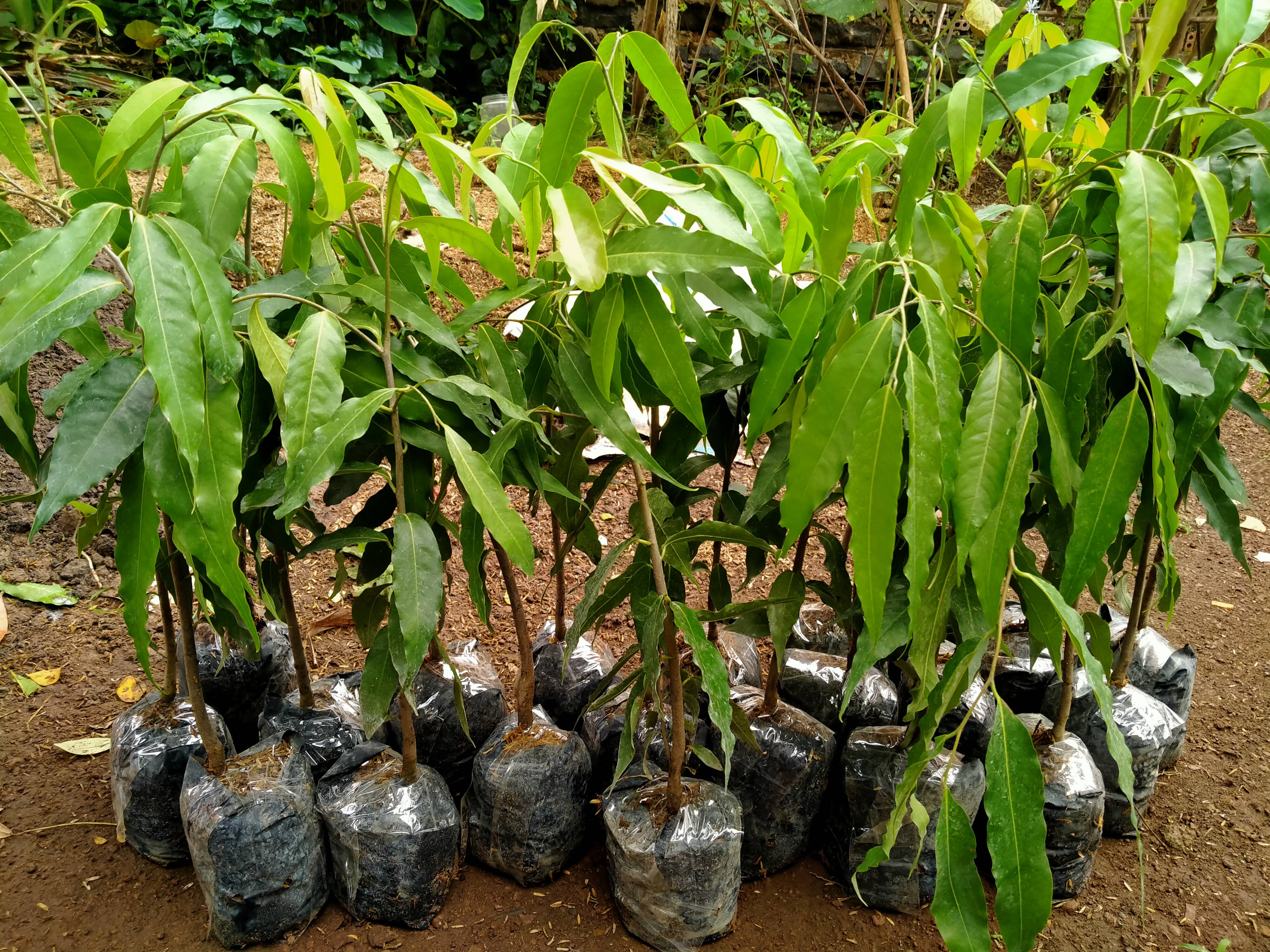 combo 6 cây Hoàng Nam