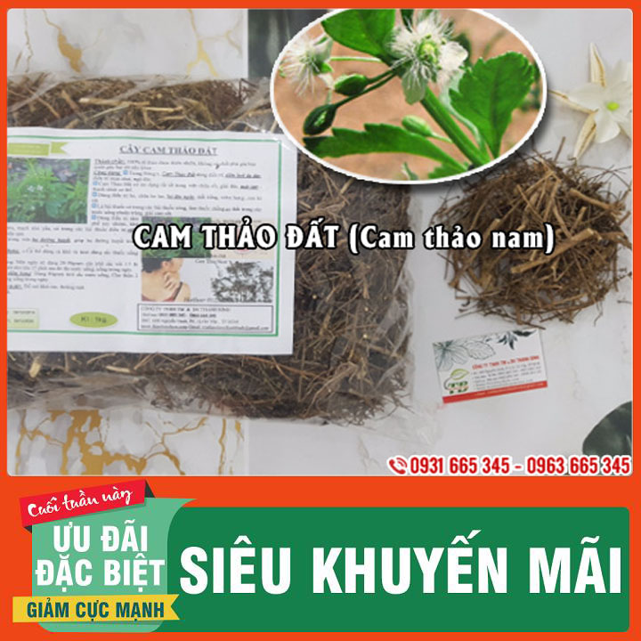 Cây Cam Thảo Đất (Cam Thảo Nam) 100G Khô Hàng Cty - Đông Y Thanh Bình