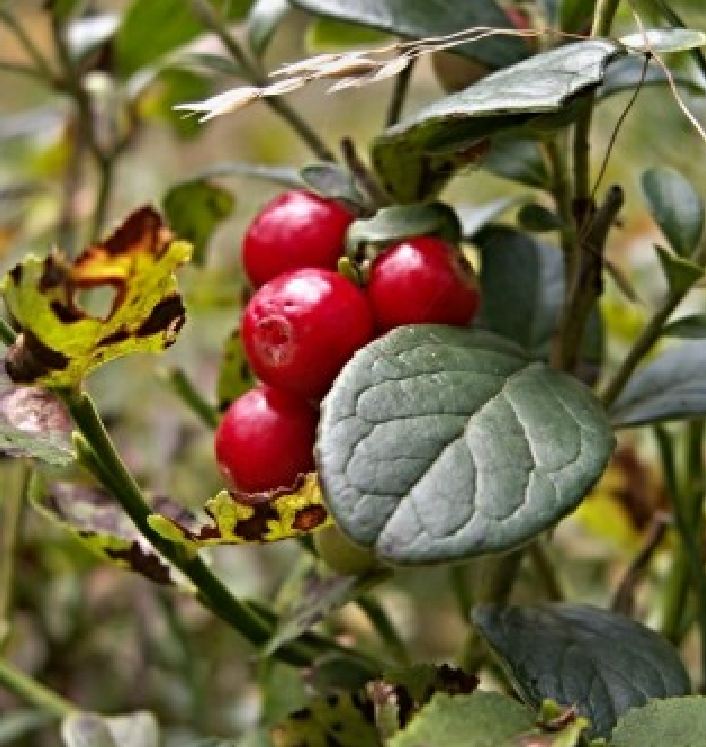 "Gói  30"Hạt giống việt quất đỏ [Seeds]