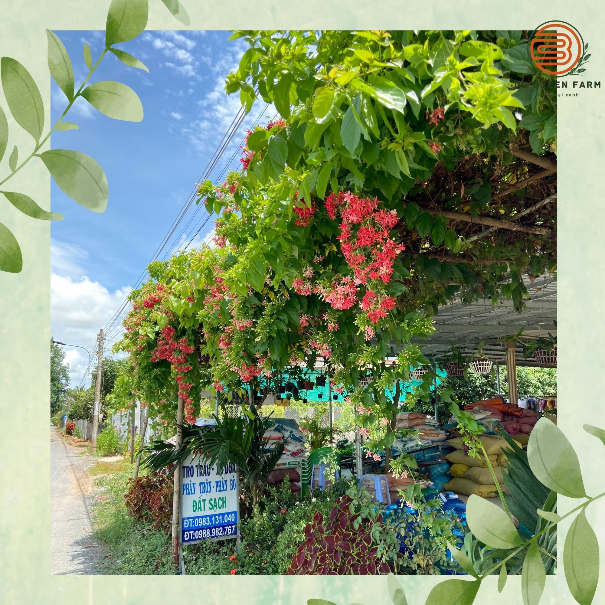 Phân trộn sẵn (xơ dừa, tro, trấu, phân bò)- BB GREEN FARM (5dm3).