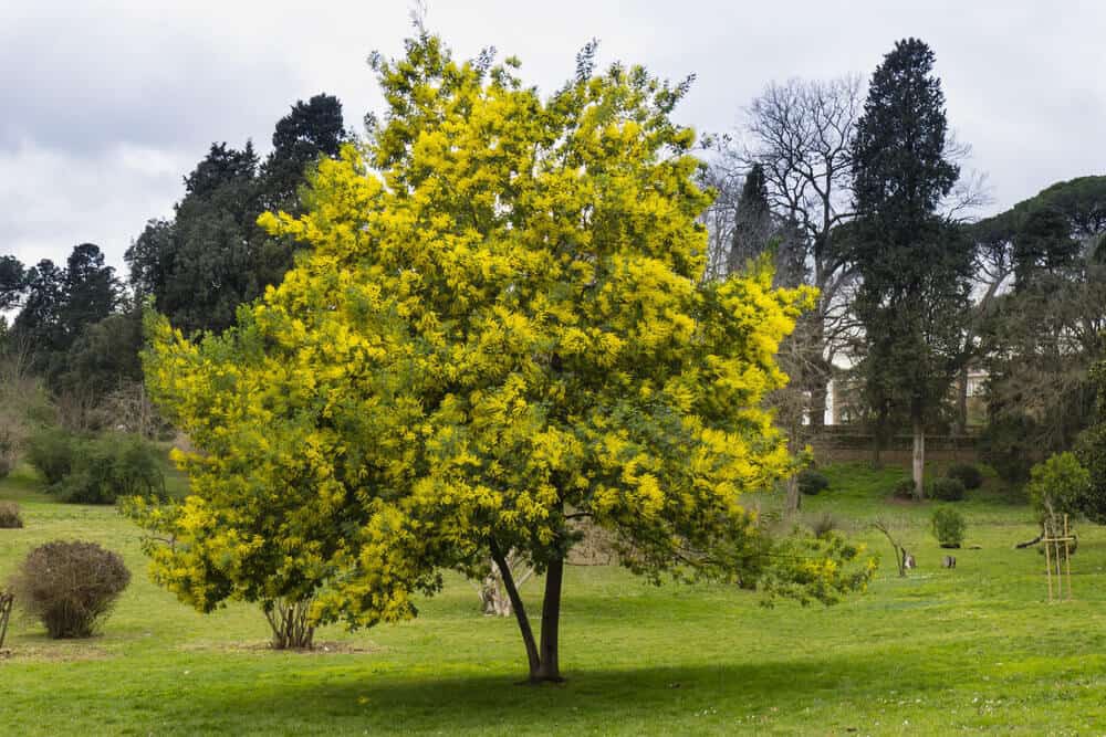 Cây mimosa giống cao 40 cm (ảnh thật số 2)