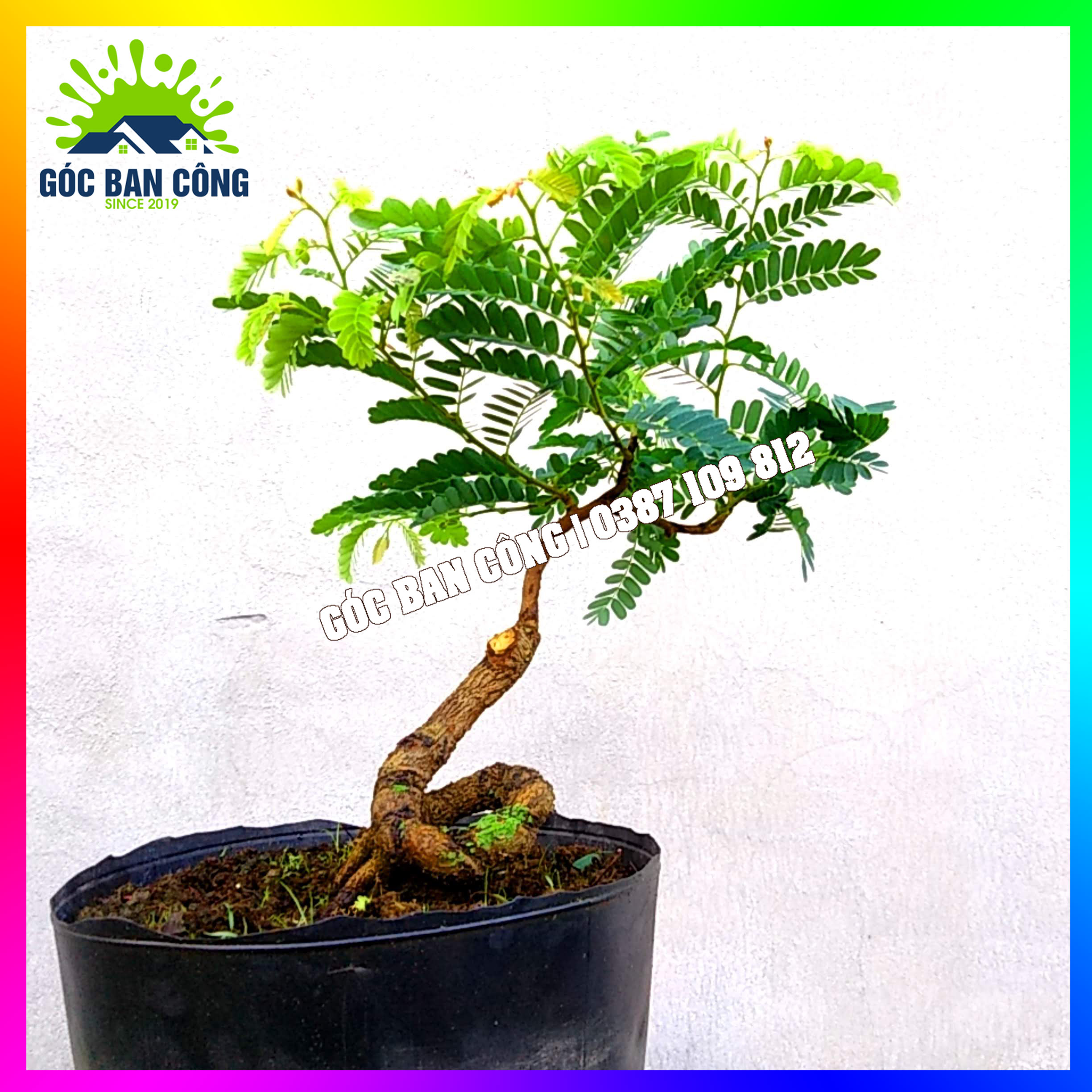 Cây Me Bonsai Mini - MCBS02