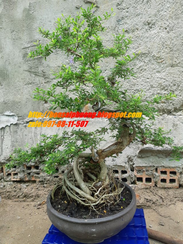 linh sam bonsai gốc quái
