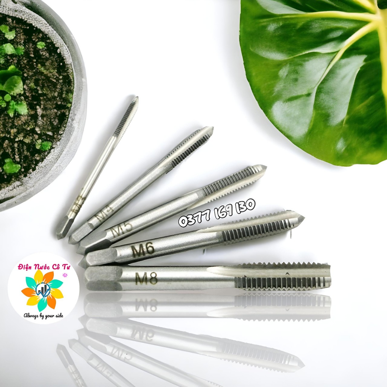 Hộp 2 cây taro 4ly/5ly/6ly/8ly/10ly