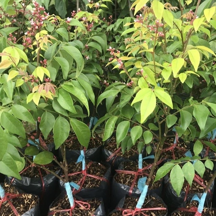 CÂY GIỐNG KHẾ NGỌT