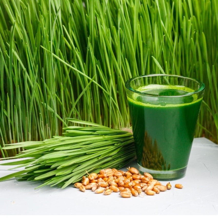 Hạt Cỏ Lúa Mì Hữu Cơ 500g Sottolestelle Organic WheatGrass Seeds