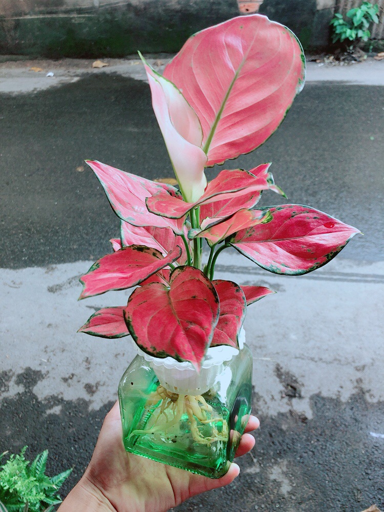 Chậu Vạn Lộc Thuỷ Sinh