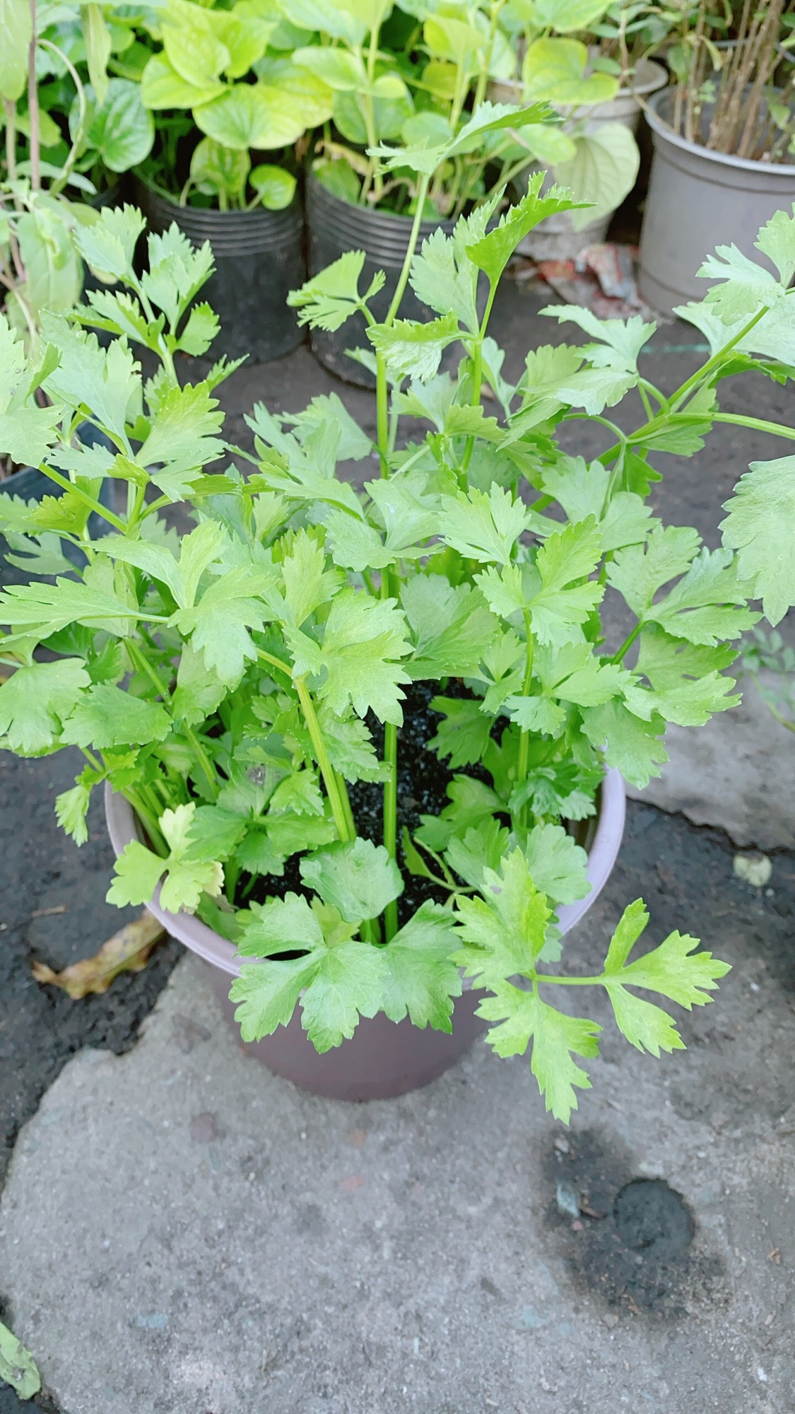 Chậu Cây Cần Tây