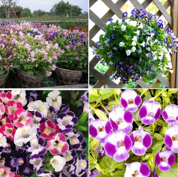 Hạt Giống Hoa Tô Liên (Mắt Nai) Nhiều Màu(Gói 10 hạt)