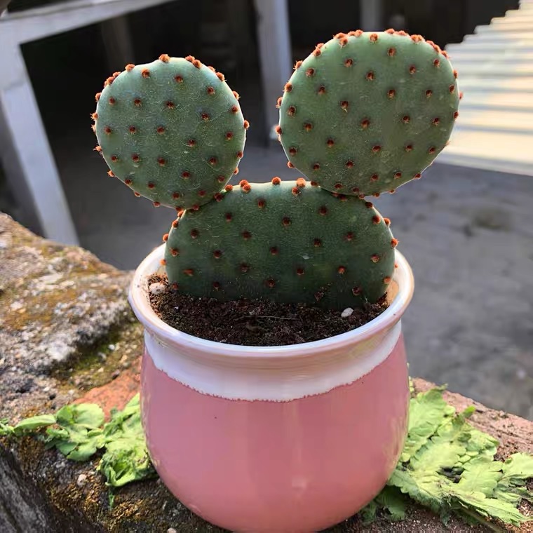 XƯƠNG RỒNG TAI THỎ CHUỘT MICKEY ( TẶNG CHẬU )
